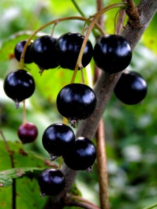 blackcurrant The beautiful and unfairly mblack currant